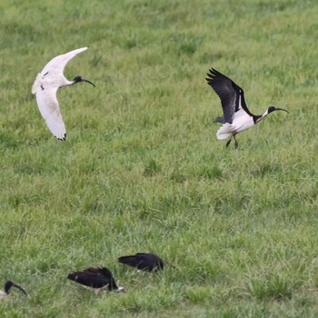 Straw-necked Ibis Unknown Spots Sat, 11/6/2021