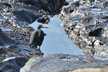 Pacific Reef Heron 江の島 Sat, 11/6/2021