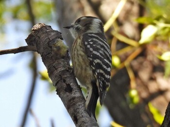 Japanese Pygmy Woodpecker 祖父江ワイルドネイチャー緑地 Sat, 11/6/2021