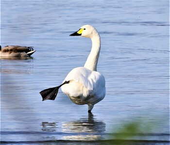 Tundra Swan 湖北野鳥センター Sat, 11/6/2021