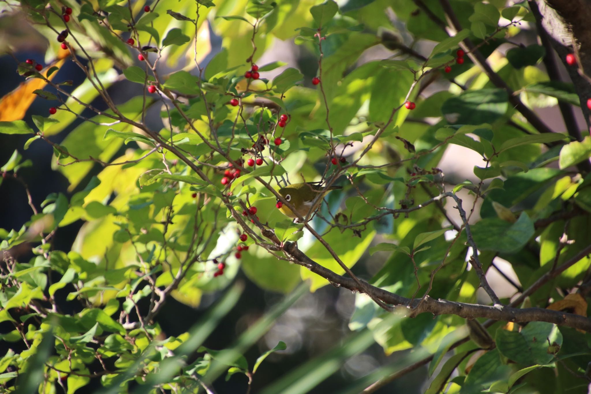 Photo of Warbling White-eye at 深谷市 by はび4508