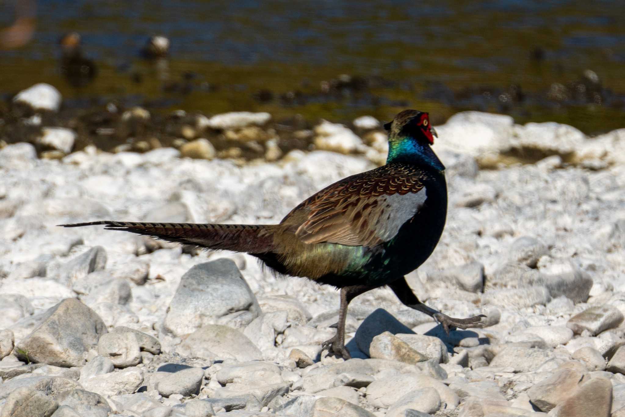 Green Pheasant