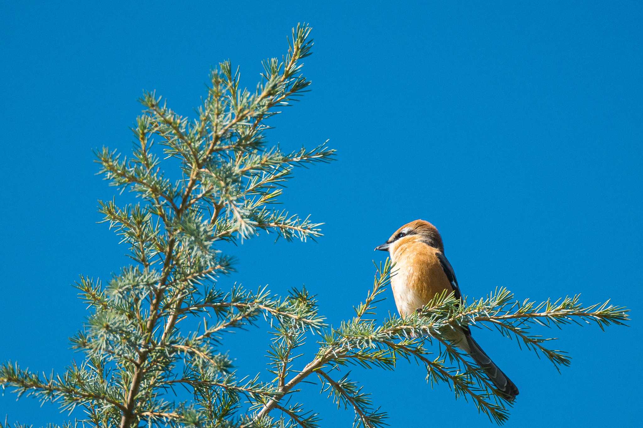 Bull-headed Shrike