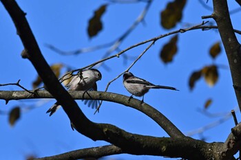 Long-tailed Tit 軽井沢町 Sun, 11/7/2021