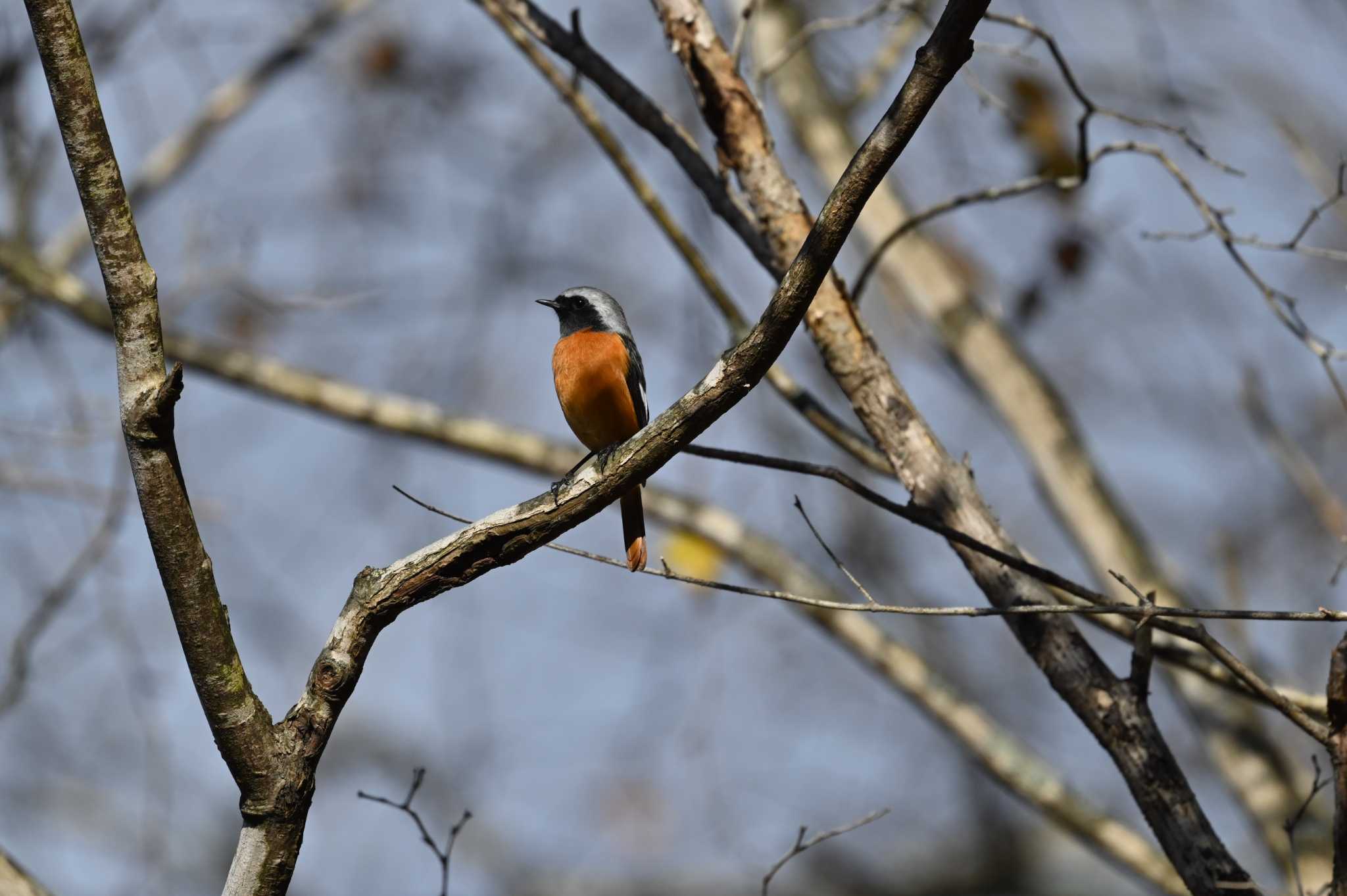 Photo of Daurian Redstart at 軽井沢町 by toritori