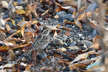 Rustic Bunting 軽井沢町 Sun, 11/7/2021