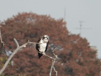 ミサゴ 多摩川(日野用水堰) 2021年11月7日(日)