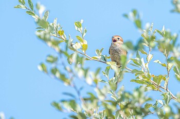 Bull-headed Shrike なぎさの池 Thu, 10/7/2021