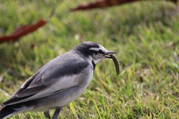 White Wagtail Shakujii Park Sun, 11/7/2021