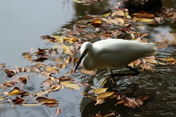 コサギ 石神井公園 2021年11月7日(日)