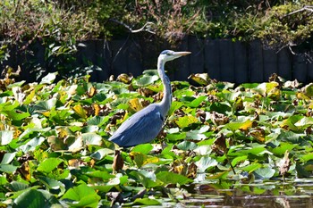 アオサギ 岩槻城址公園 2021年11月3日(水)