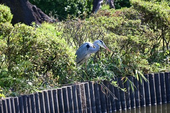 アオサギ 岩槻城址公園 2021年11月3日(水)