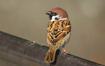 Eurasian Tree Sparrow 猪苗代湖 Sat, 11/6/2021