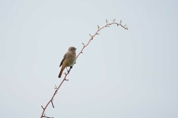 2021年11月7日(日) 葛西臨海公園の野鳥観察記録