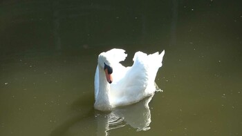 Mute Swan 南部丘陵公園 Sun, 11/7/2021