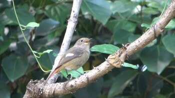 Daurian Redstart 南部丘陵公園 Sun, 11/7/2021