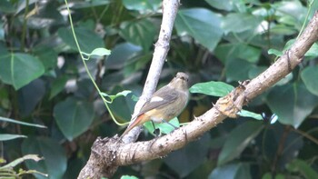 Daurian Redstart 南部丘陵公園 Sun, 11/7/2021