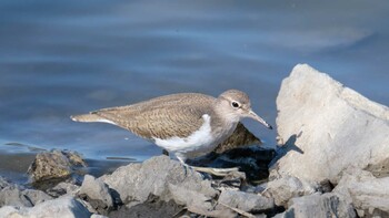 2021年11月6日(土) 伊佐沼の野鳥観察記録