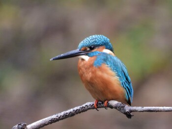 Common Kingfisher 四ツ池公園 Sun, 11/7/2021