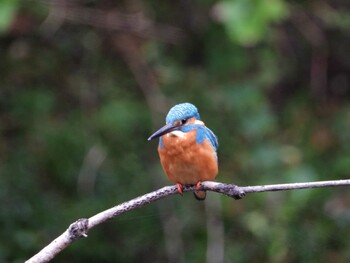 Common Kingfisher 四ツ池公園 Sun, 11/7/2021