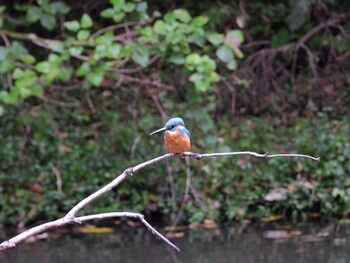 Common Kingfisher 四ツ池公園 Sun, 11/7/2021