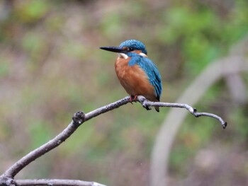 Common Kingfisher 四ツ池公園 Sun, 11/7/2021