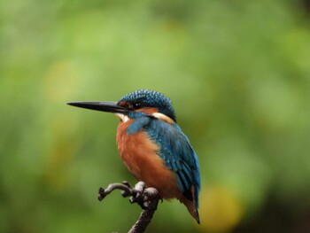 Common Kingfisher 四ツ池公園 Sun, 11/7/2021