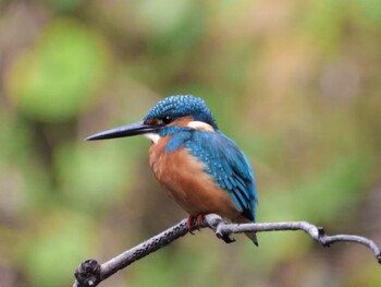 Common Kingfisher 四ツ池公園 Sun, 11/7/2021