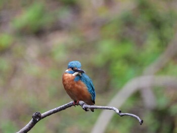 Common Kingfisher 四ツ池公園 Sun, 11/7/2021