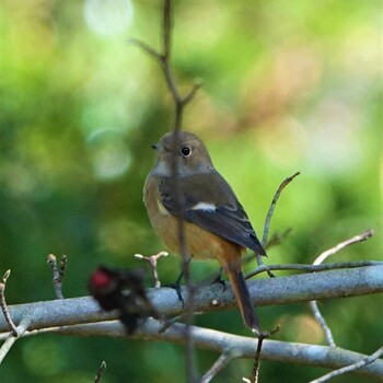 Daurian Redstart 滋賀県近江富士花緑公園 Sat, 10/30/2021