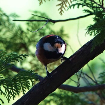 Varied Tit 滋賀県近江富士花緑公園 Sat, 10/30/2021