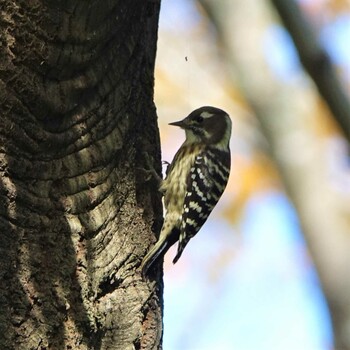 Japanese Pygmy Woodpecker 滋賀県近江富士花緑公園 Sat, 10/30/2021