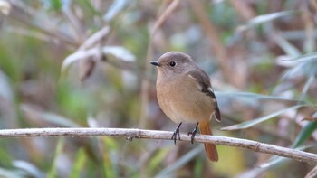 2021年11月6日(土) 巾着田の野鳥観察記録