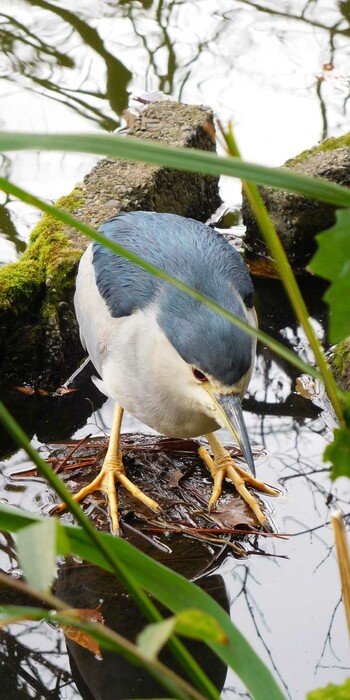 Black-crowned Night Heron Shakujii Park Thu, 10/21/2021