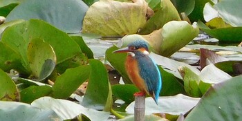 Common Kingfisher Meiji Jingu(Meiji Shrine) Sun, 11/7/2021