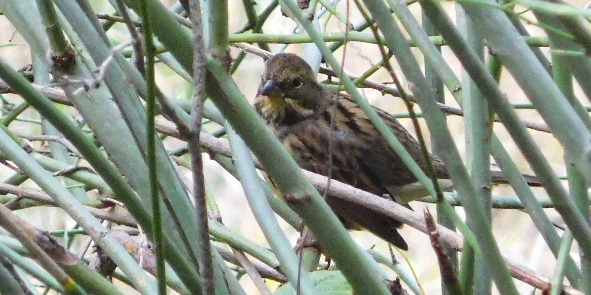 Masked Bunting