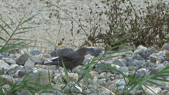 2021年10月10日(日) 三滝川の野鳥観察記録