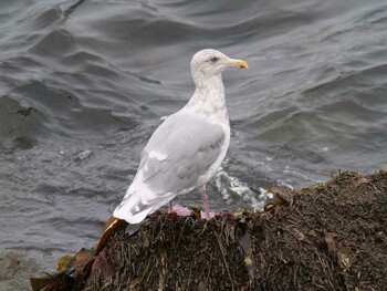 Glaucous-winged Gull 納沙布岬 Tue, 10/26/2021