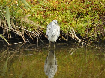 2021年11月7日(日) 玉川の野鳥観察記録