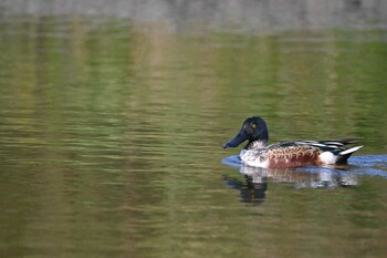 ハシビロガモ 新横浜公園 2021年11月7日(日)