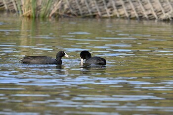 Eurasian Coot Shin-yokohama Park Sun, 11/7/2021