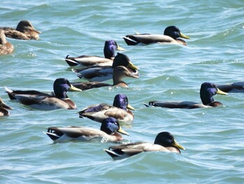 2021年11月7日(日) 広島県福山市の野鳥観察記録