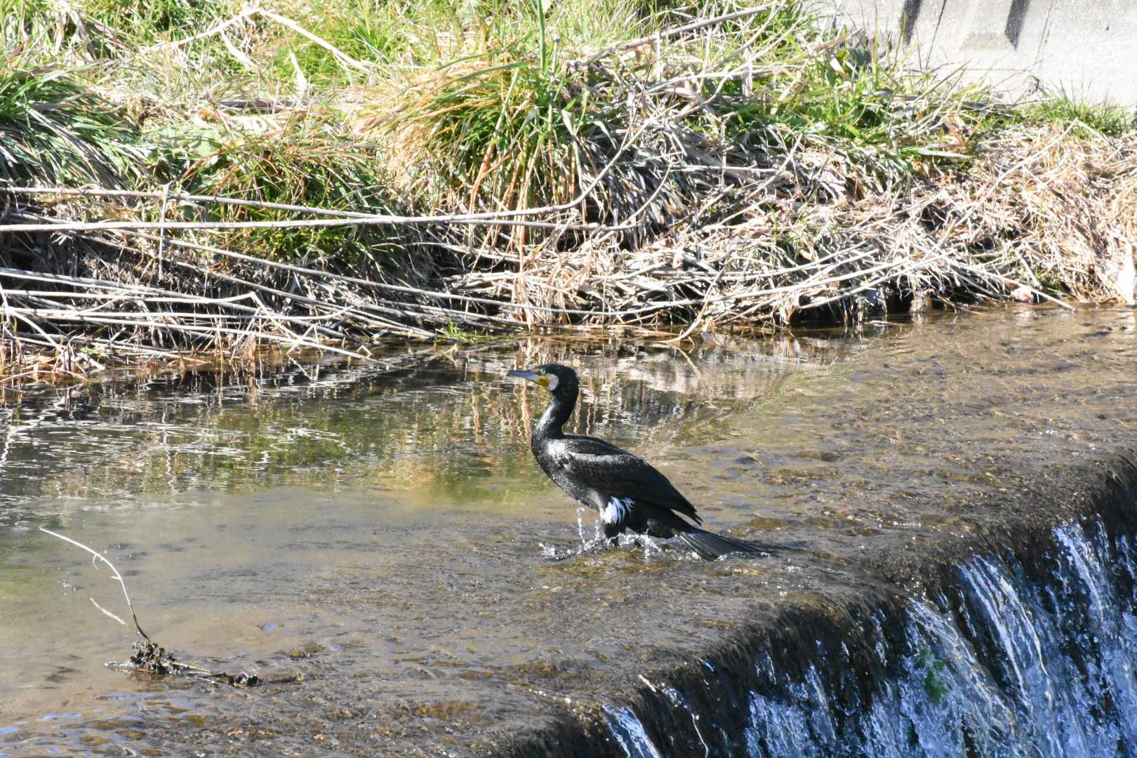 カワウ