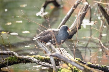 バン 善福寺公園 2021年11月7日(日)