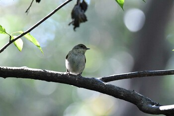 2021年11月5日(金) 東京都立桜ヶ丘公園(聖蹟桜ヶ丘)の野鳥観察記録