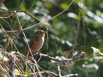 Bull-headed Shrike Akigase Park Sun, 11/7/2021