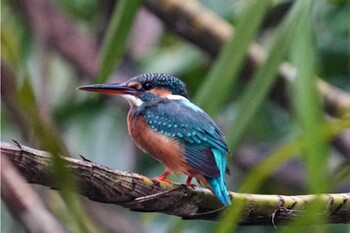 Sun, 11/7/2021 Birding report at Singapore Botanic Gardens