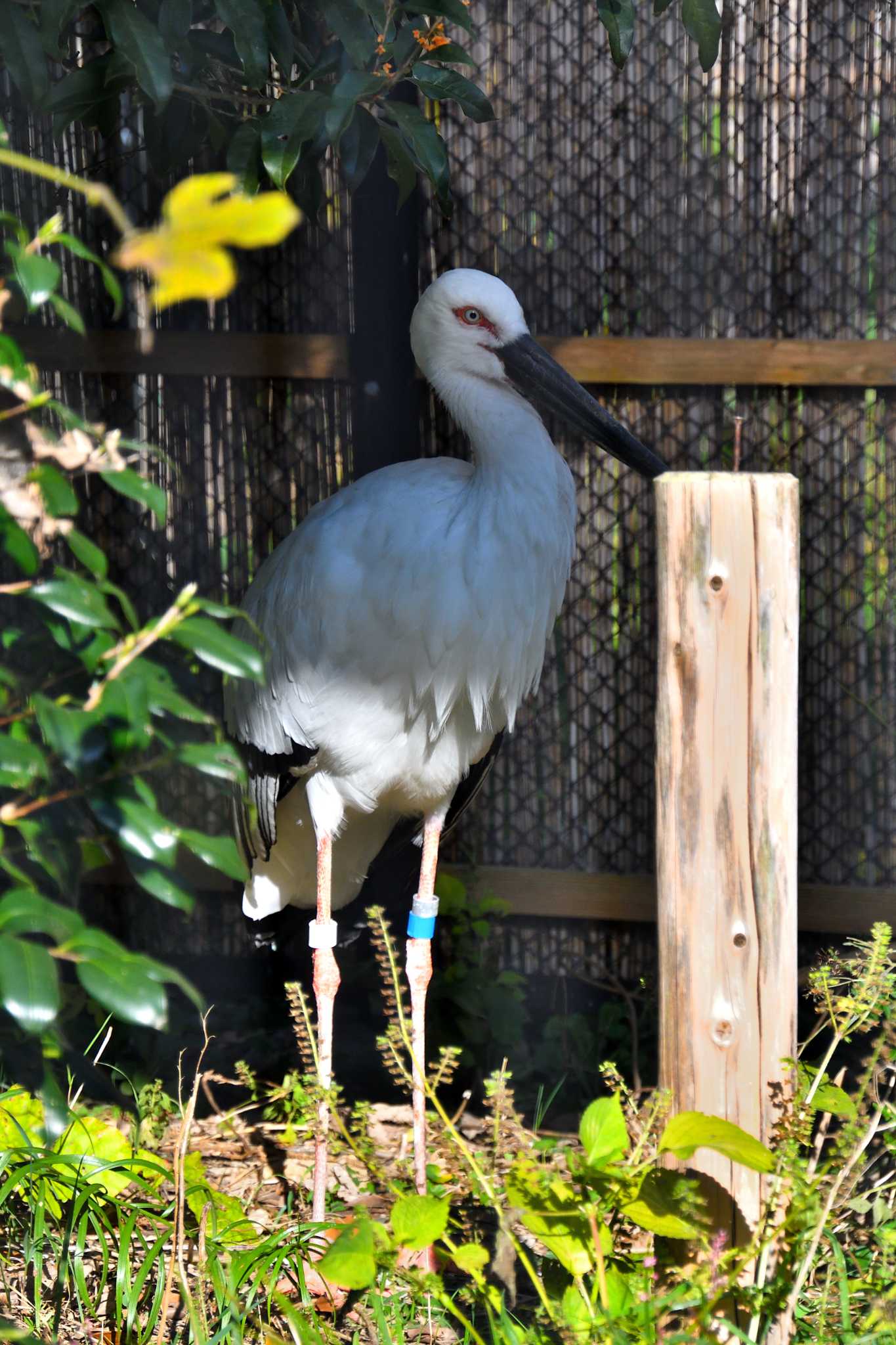 Oriental Stork