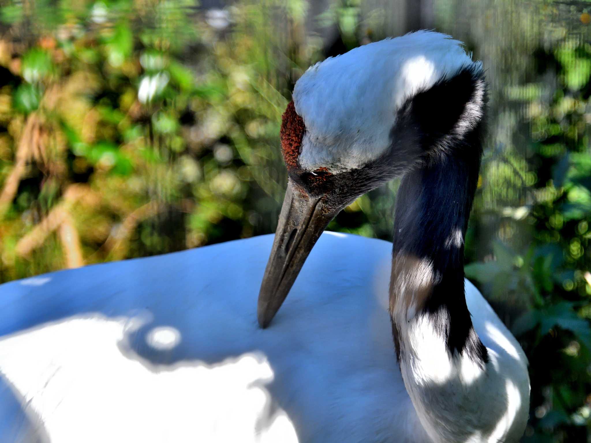 Red-crowned Crane