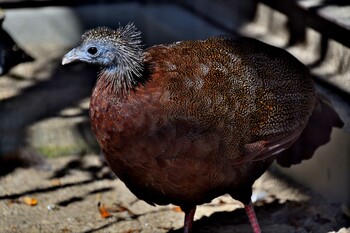 セイラン 豊橋市総合動植物園 2021年11月5日(金)